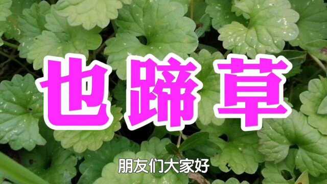 农村一种野草名叫也蹄草,又称活血丹,用处多价值高遇见请珍惜