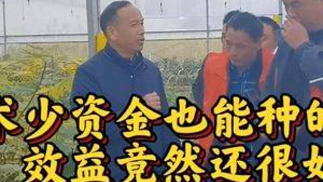 门槛低易管理效益好适合采摘的无花果,你会选择吗?还有更好的?