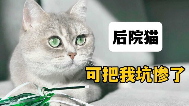 这就是后院猫舍,人人喊打的理由