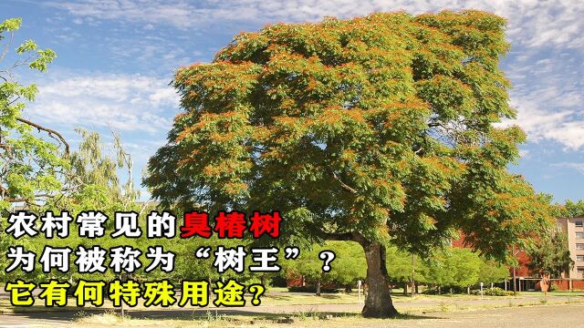 农村常见的臭椿树,为何被称为“树王”?它到底有何特殊用途?