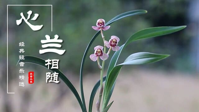 世界顶级名曲《心兰相随》雅尼出品,天籁之音,空灵唯美