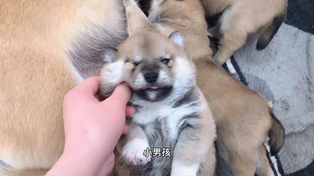 出生22天的小柴犬,随手捏出各种表情包竟然还吐舌卖萌,太萌了