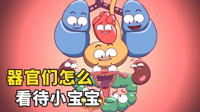 小宝宝在子宫里生长,其他内脏器官怎么看它的?一分钟科普动画片