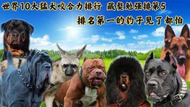 10大猛犬咬合力排名,藏獒勉强排第五,榜首的是什么犬你知道吗?