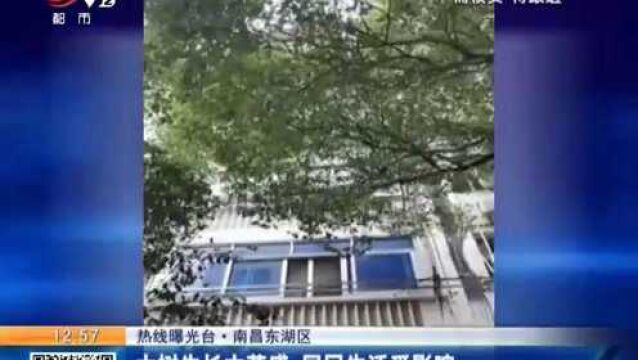 【热线曝光台ⷮŠ南昌东湖区】大树生长太茂盛 居民生活受影响