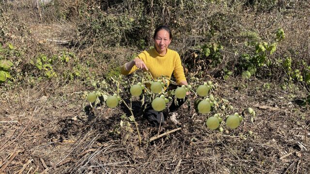 被称为蒙汗药“曼陀罗”的植物,原来长这样?拍给大家看看