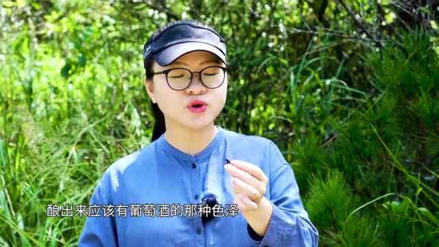 看看有什么野果吃,这个你吃过吧?