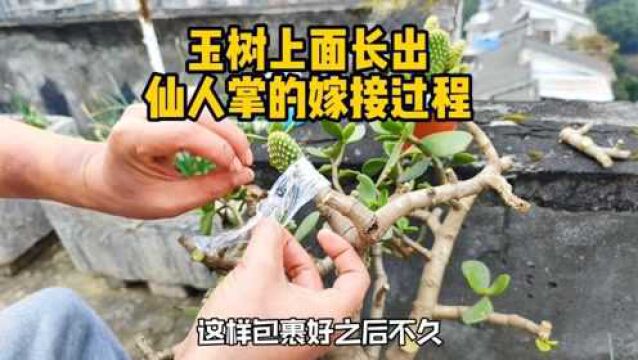 这样让仙人掌嫁接在玉树上面不知道会不会失败