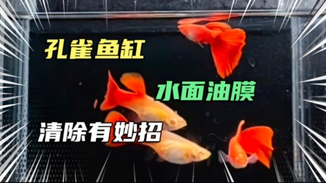 孔雀鱼缸水面产生油膜有弊无利,有一种鱼可以帮你解决油膜的烦恼#观赏鱼 #投稿打卡挑战活动 #萌新UP #千万流量补贴计划