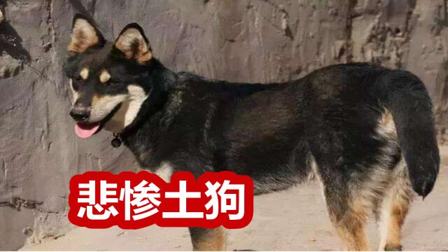 国产第一名犬中华田园犬,土狗现在为何成了过街老鼠