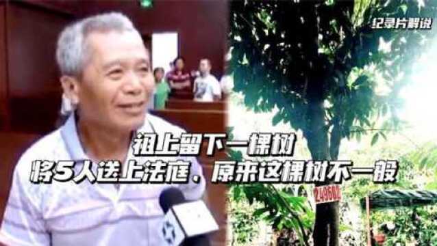 纪实:祖上留下一棵树,却将5人送上法庭,原来这棵树不一般