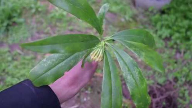 美丽花木“瑞香”,植物别称“风流树”,野生资源少见又珍贵