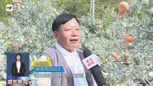 安墩镇洋潭村:茂谷柑即将大量上市