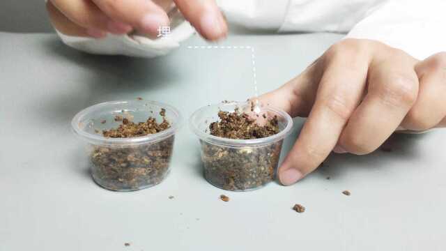 小学生科技小制作科学实验:植物的根茎叶