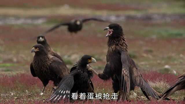 鹰中黑帮,四年地狱式锻炼,抢鸟蛋,抓海豹,无恶不作