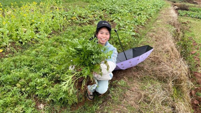 农村不一样的蔬菜,小秀地里摘新鲜的雪里红,你们吃过吗?