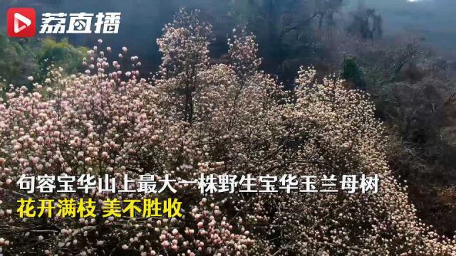 一树繁花!镇江宝华玉兰母树王花开满枝报春来