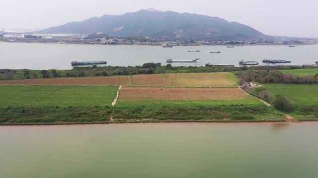 西南青岐琴沙岛土豆丰收 亩产6000斤