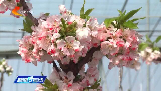 石家庄鹿泉区:大棚樱桃树盛开“致富花”