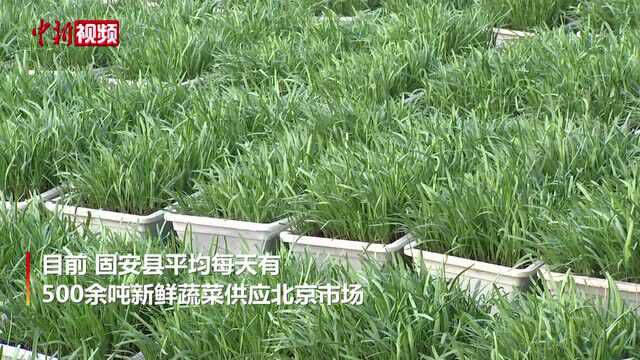 保供北京“菜篮子”河北固安抗疫生产两不误