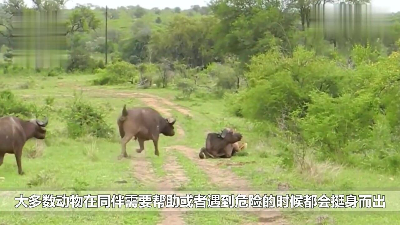 马群中一匹马倒下之后,其它马的做法让人感动,镜头记录全过程!