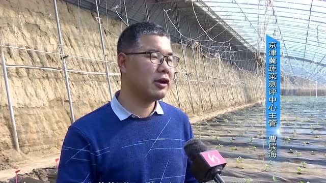 饶阳县:科技创新激活乡村振兴新动能