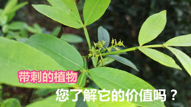 全身带刺又麻的植物,在生活中妙用很多,它的价值您了解吗?