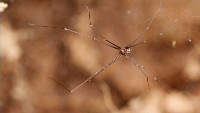 韶关丹霞山发现4个新物种,其中这种长腿大蜘蛛是亚洲特有