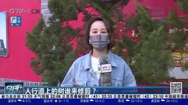 人行道上的树占了一大半,市民出行受影响,谁来修剪?