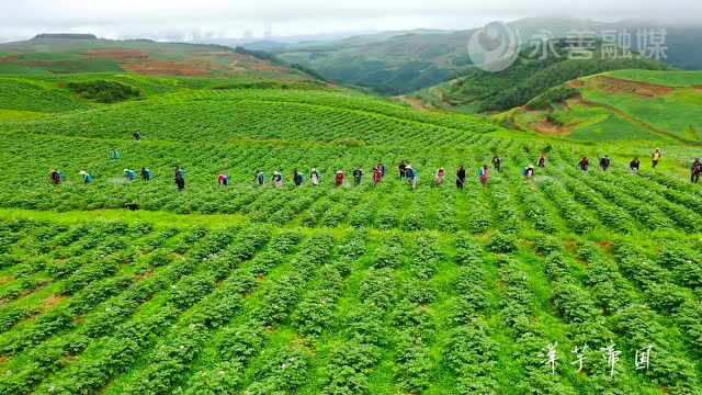 【我为大地增片绿】7万余株苗木 点绿青山 扮靓团结