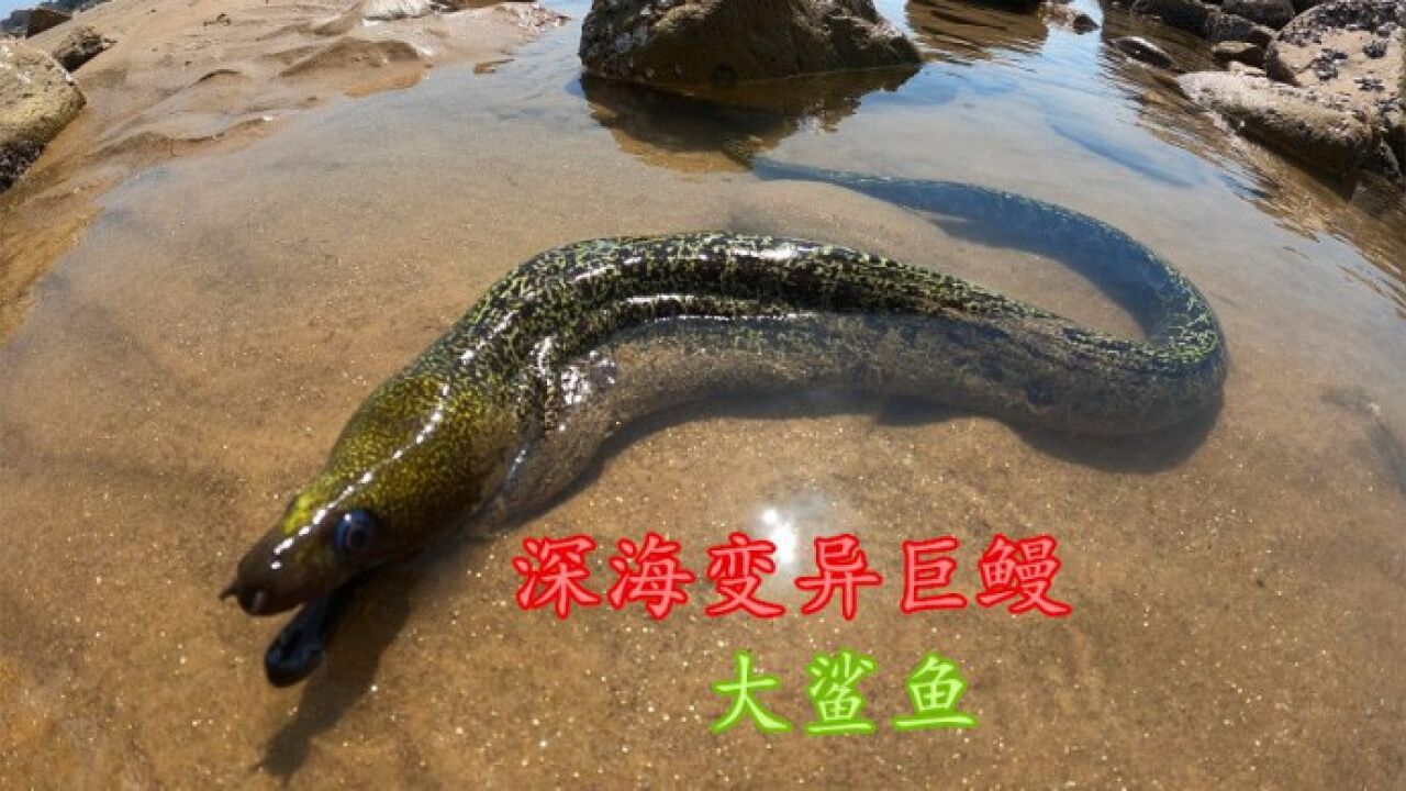 阿狮赶海抓到深海变异巨鳗,长这么大是"成精"了吗?一条就爆桶