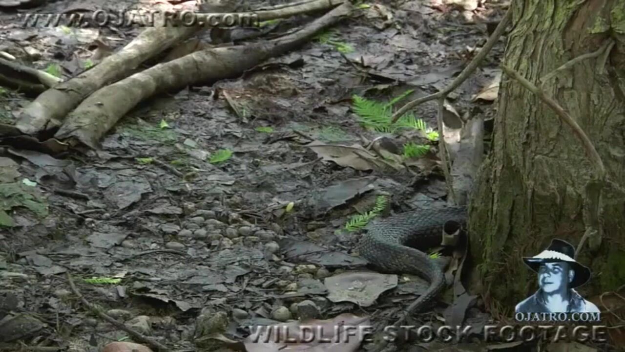 5米长森王蛇吞食响尾蛇上演蛇吞蛇