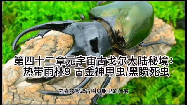 第四十二章元宇宙古戈尔大陆秘境:热带雨林9 古金神甲虫黑瞬死虫