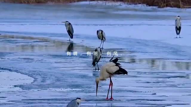 百湖之城迎“鹳宝”,国网大庆忙保护 | 邻里生物多样性保护