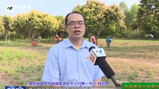 九龙峰旅游区平江村:艾草产业为乡村振兴再添“新引擎”