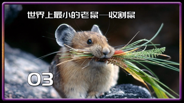 世界上最大的老鼠图片 s640x360?max_age=7776000