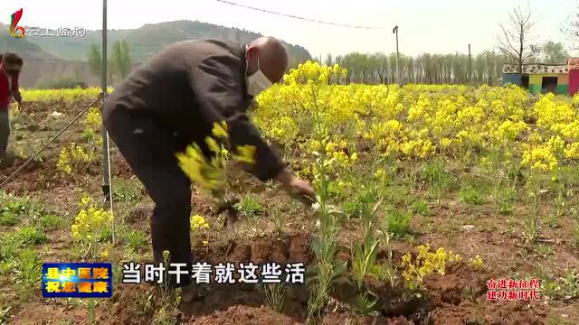 山东临朐|五井镇:发展中药材种植产业 带动农民走好共富路