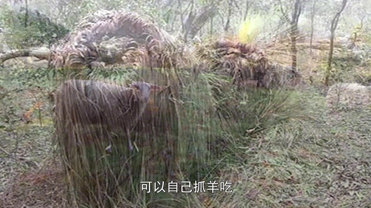 这种叫"食羊树"的植物,可以自己抓羊吃,牧民一旦发现立马烧毁