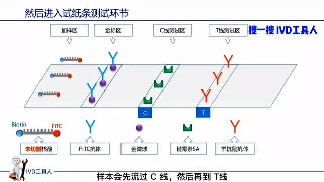 核酸试纸 | 单指标,双指标,CRISRP!