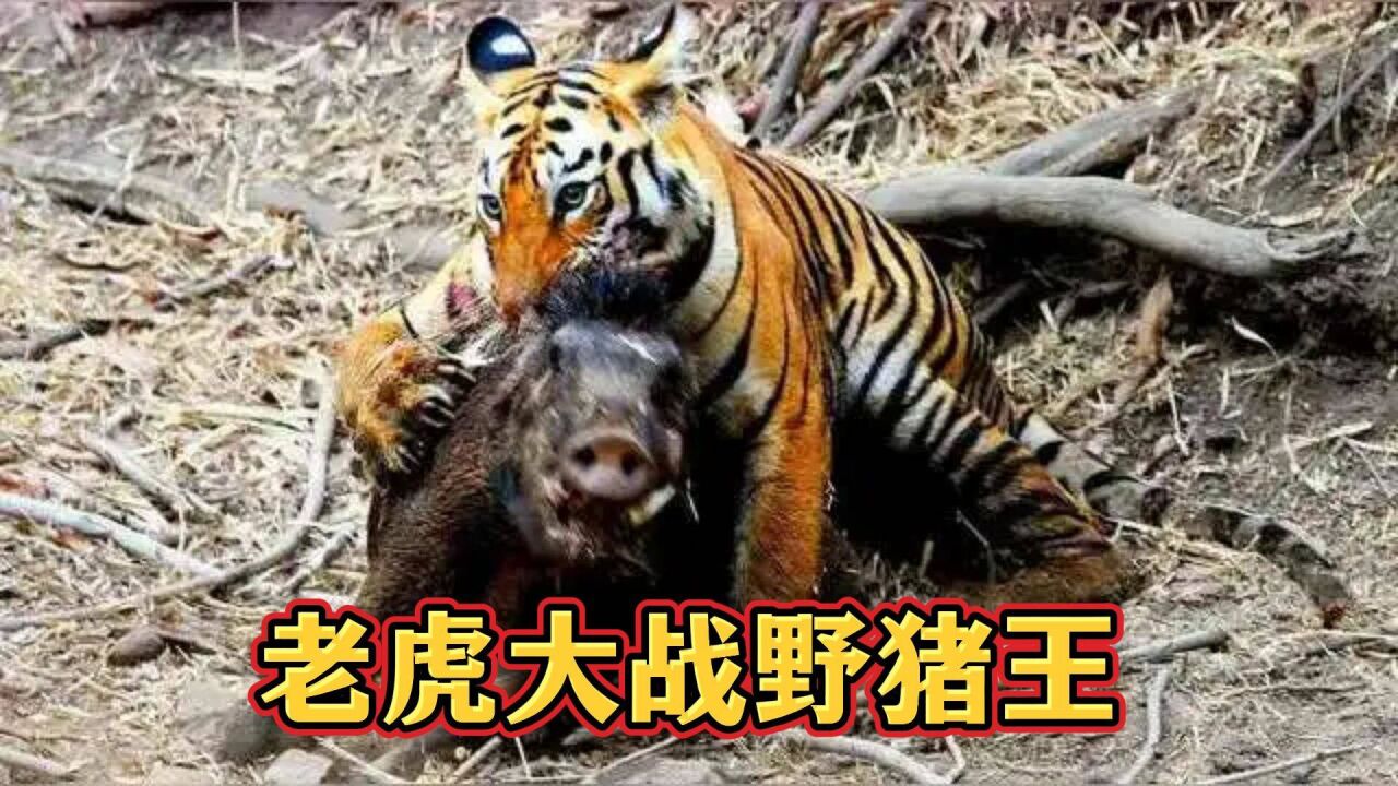 老虎大战野猪王,猎人却躲在暗处坐享渔翁之利,珍贵影像