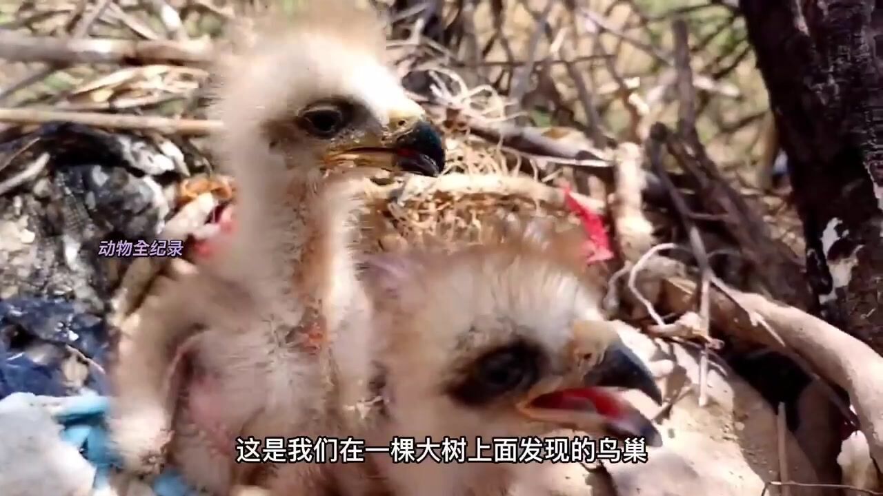 鸟巢中两只小鹰已经饿了很久,就是不见鸟父母回来喂食,这可咋办呢?