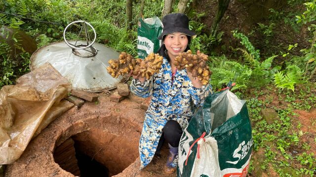 农村地窖拿小黄姜,新鲜大块的老姜,这才是真正的好姜