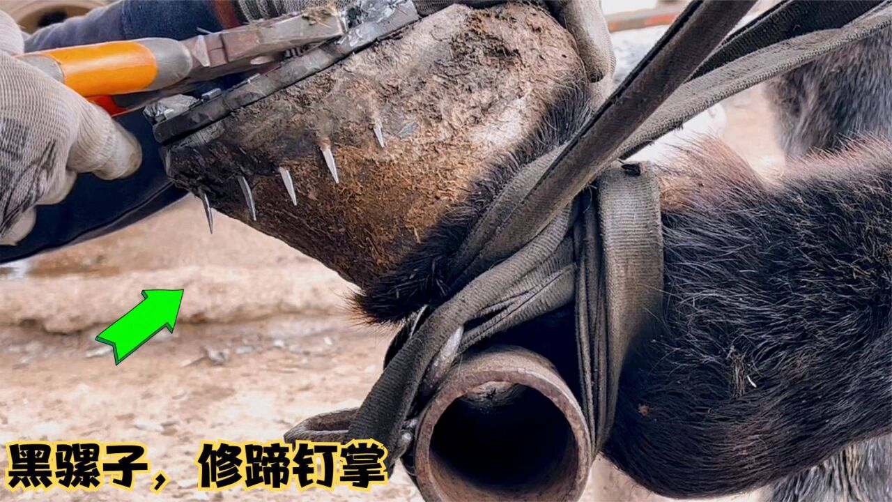 东北农村民间手艺人用原始修蹄方式,修剪骡蹄钉掌,正宗老手艺
