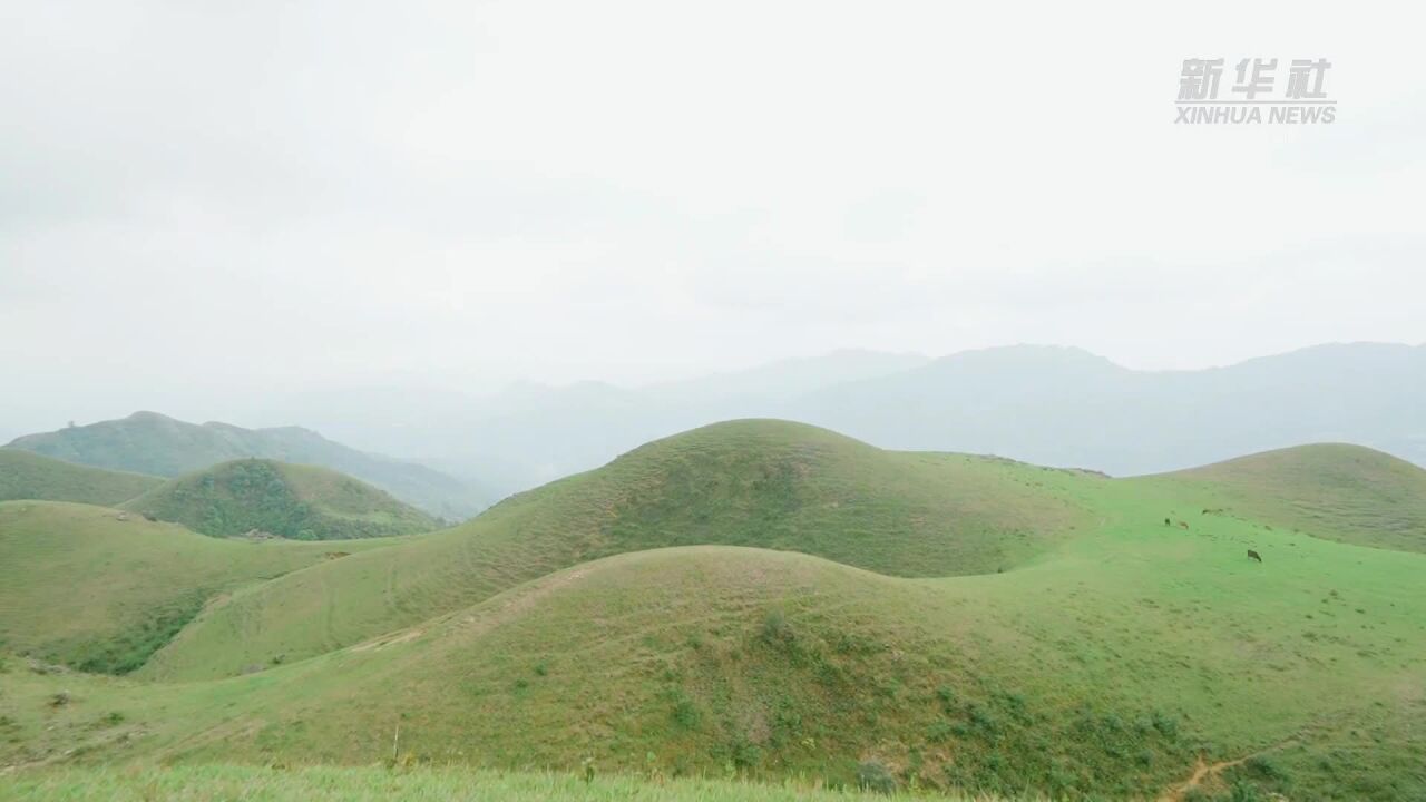 仙气飘飘!高山杜鹃花海绽放岭南春光