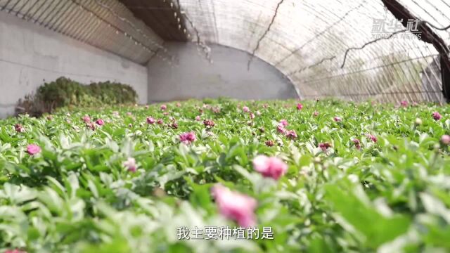 “鲜花经济”兴起 缤纷花语扮靓母亲节