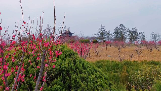 大自然的风景:春风吹拂处,又见红梅花儿开