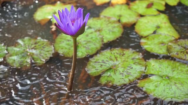 莲花睡莲下雨雨天池塘