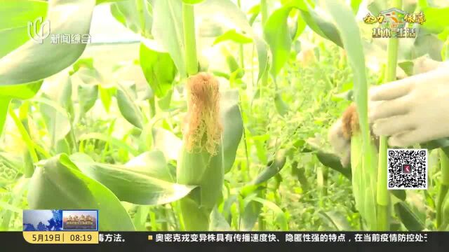 奉贤:本地甜糯玉米上市“三农”平台预订到家