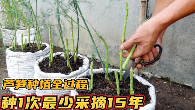 在编织袋里种芦笋,种1次可以采摘15年,家里种几棵太值啦!