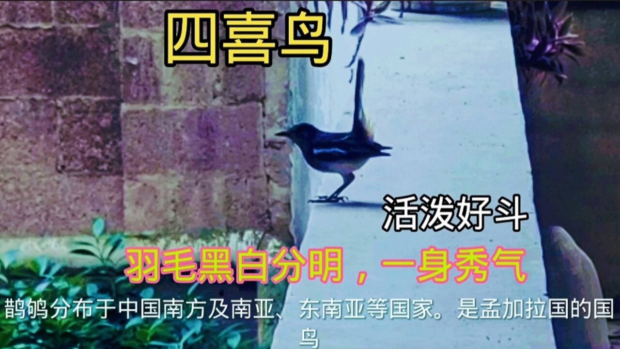 四喜鸟学名鹊鸲,个性活泼好斗,大胆不畏人.羽毛黑白分明,一身秀气